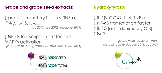 Fig. 4: Effects of grape and olive compounds or extracts on the regulation of inflammation